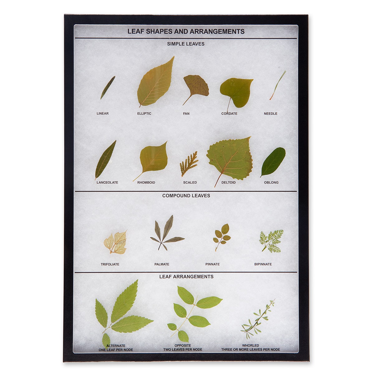 SB31331-Leaf Shapes and Arrangements Display