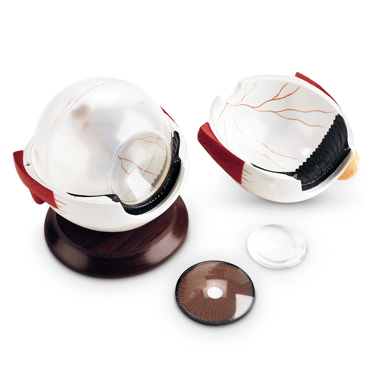 SB31473-Giant Hands-On Eyeball