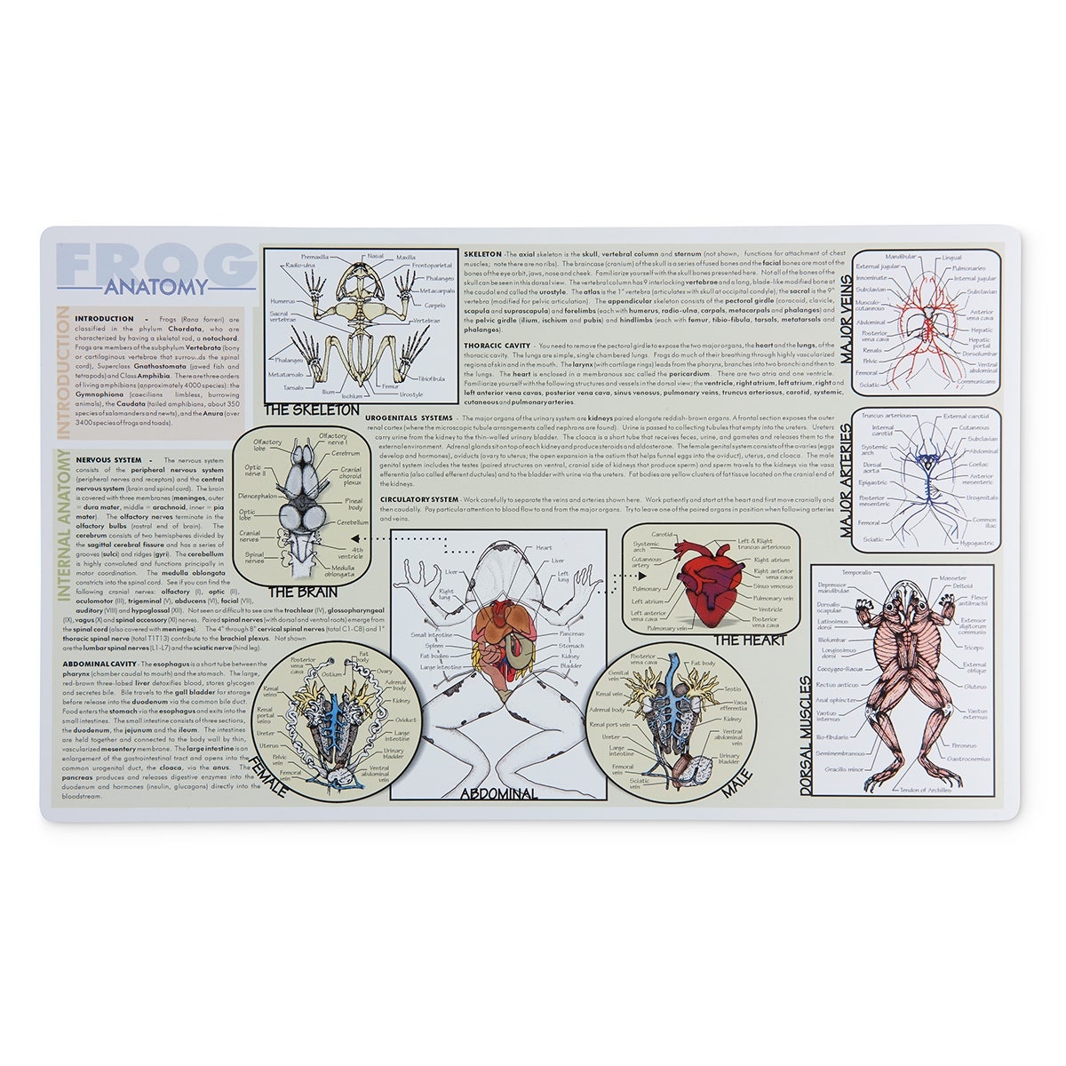 SB32577-Frog Dissection Mat