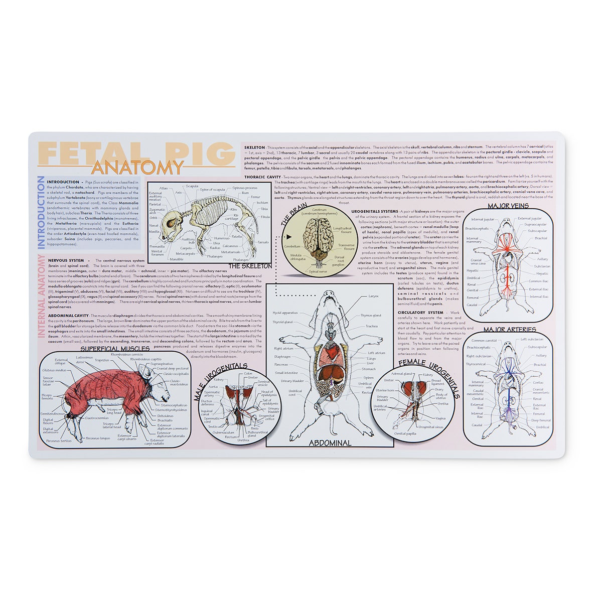 SB32578-Pig Dissection Mat