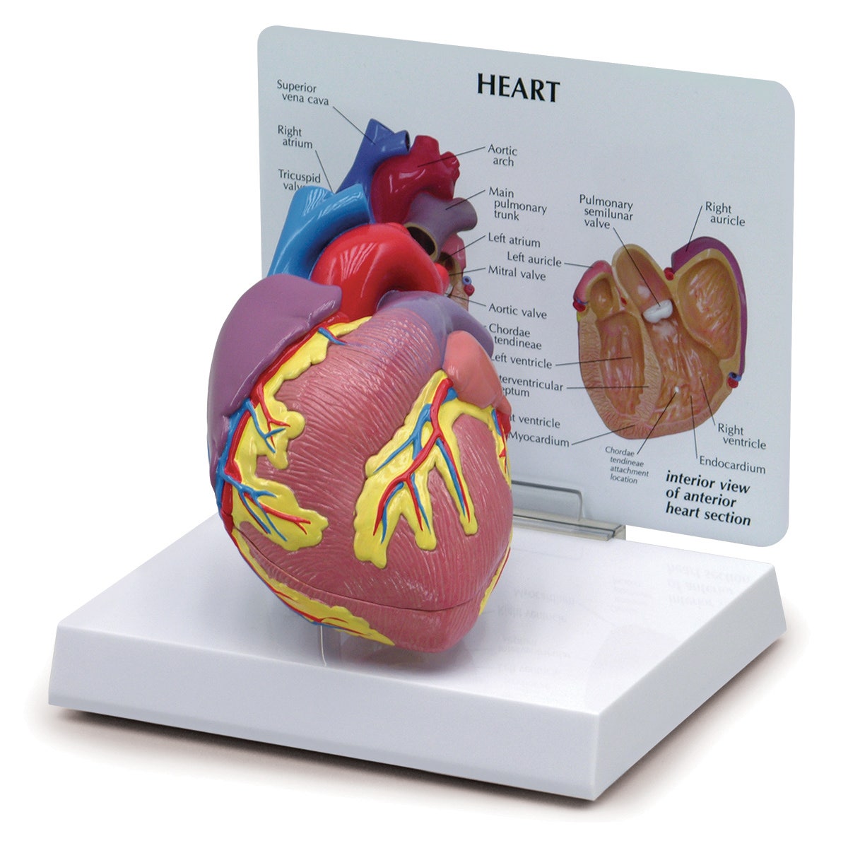 SB32595-Heart Model (2-Piece)