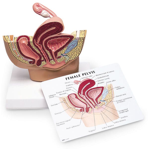 SB32597-Female Pelvis Model - 6-1/4 in. x 2-3/4 in. x 5-1/2 in.
