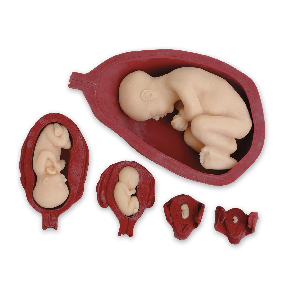 SB32704-Uterus/Fetus Model Set