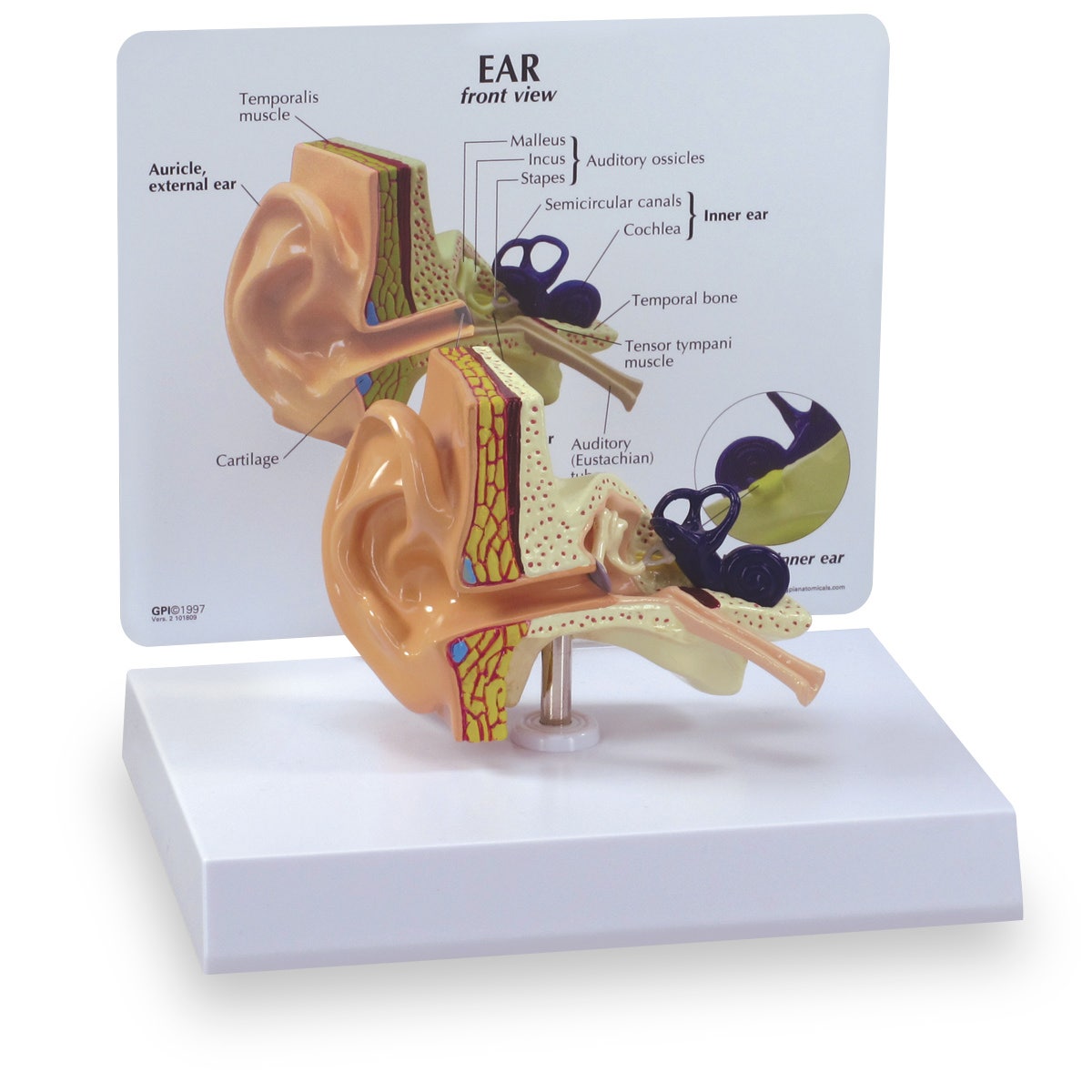 SB32980-Ear Model - GPI Anatomicals