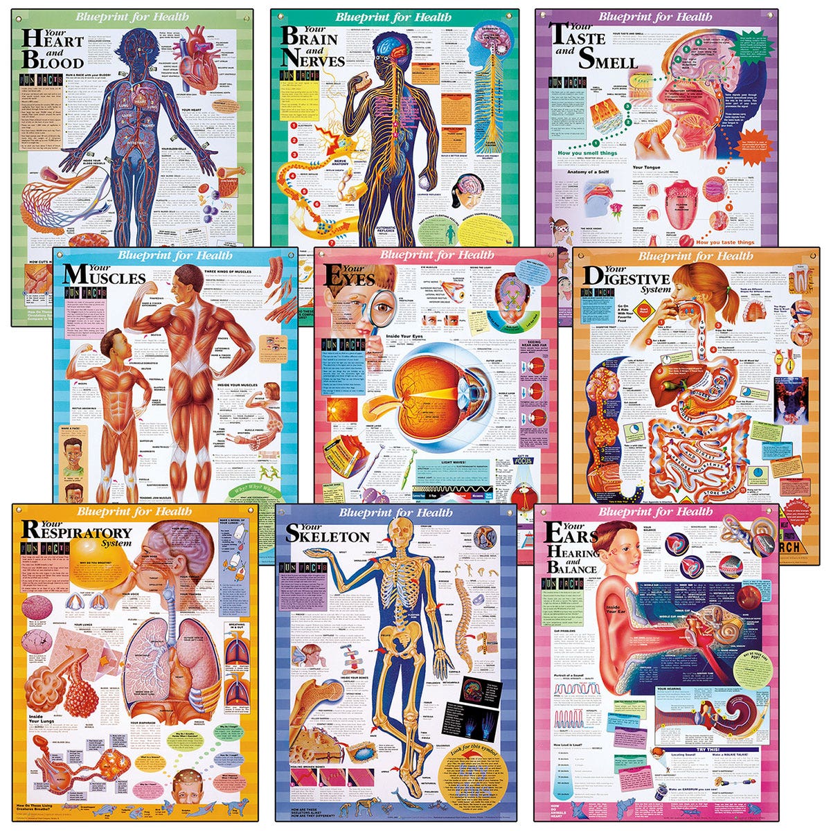 SB33791-Blueprint for Health Charts - 20 in. x 26 in. - Set of 9