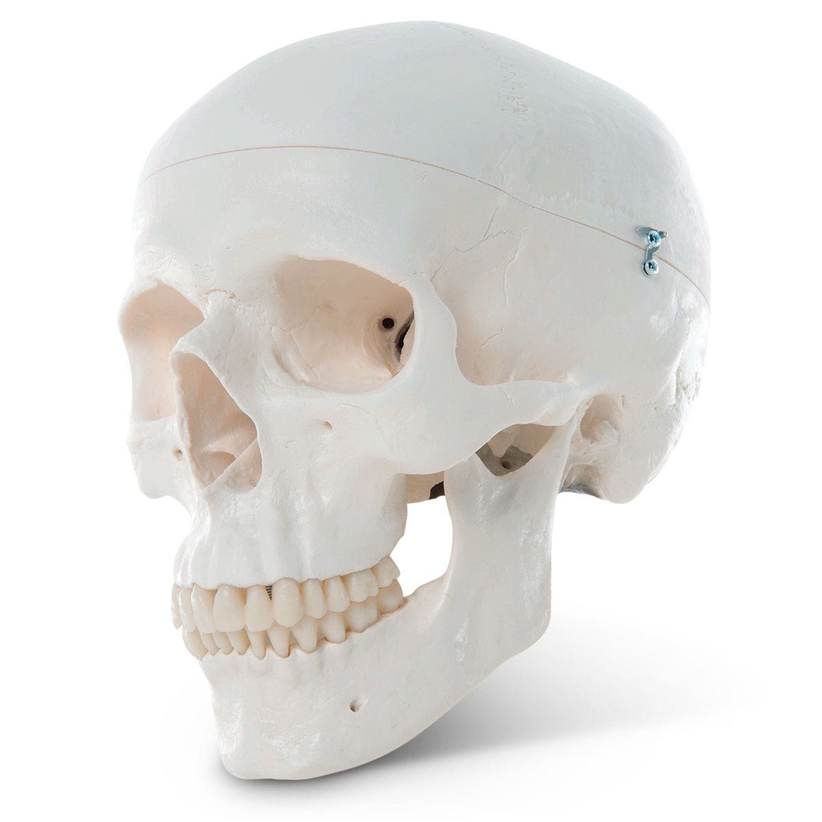 SB33945-Classic Skull