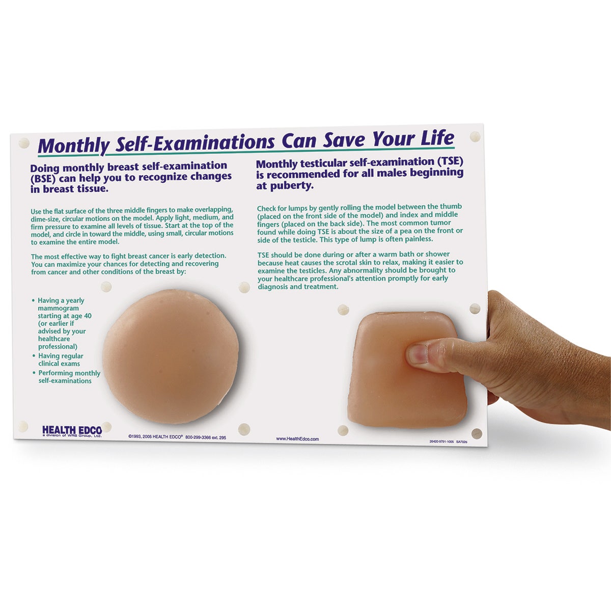SB34569-Nonsexual Breast Self-Examination/Testicular Self-Examination Model - 12 in. x 9 in.