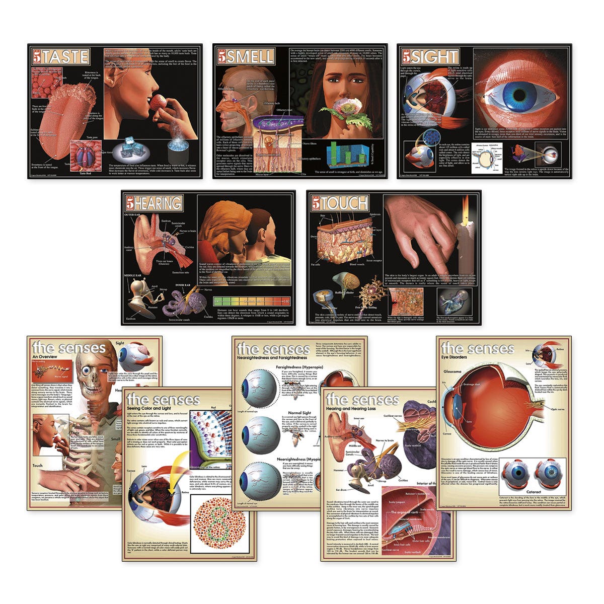 SB35256-Five Senses Posters - 17 in. x 22 in. - Set of 10