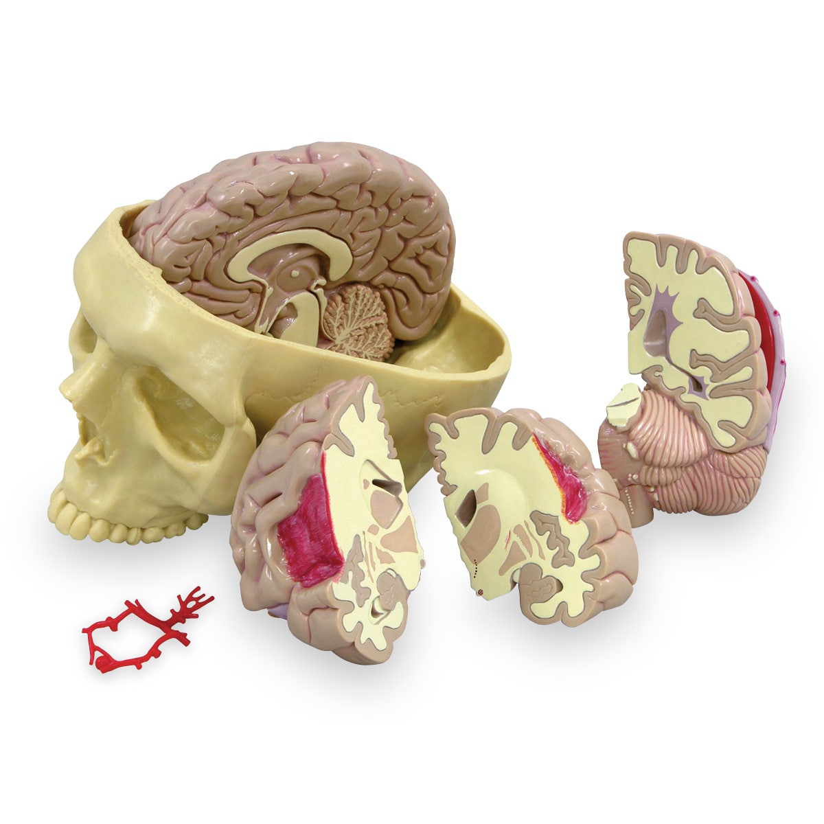 SB35428-Brain Model