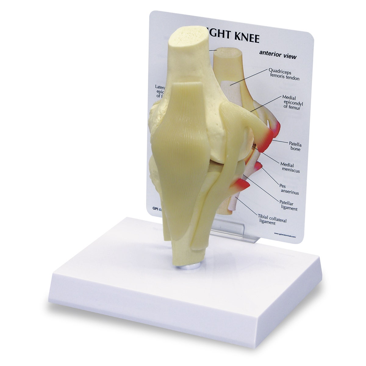 SB35430-Basic Knee