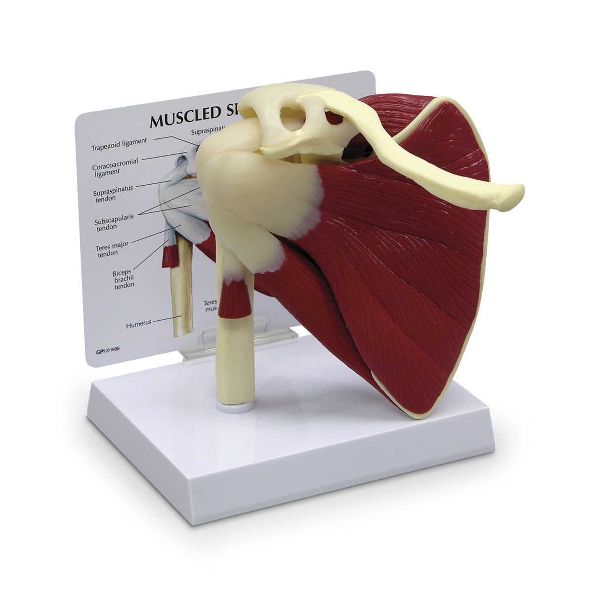 SB35469-Muscled Shoulder Model