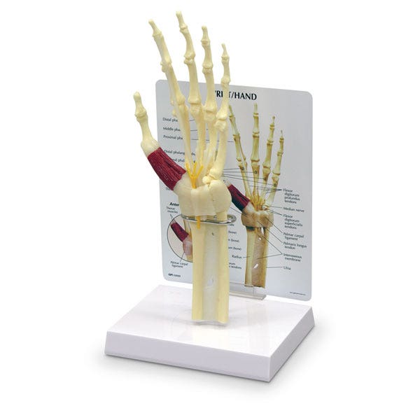 SB35471-Hand/Wrist Model - 5 in. x 6 in. x 1 in.