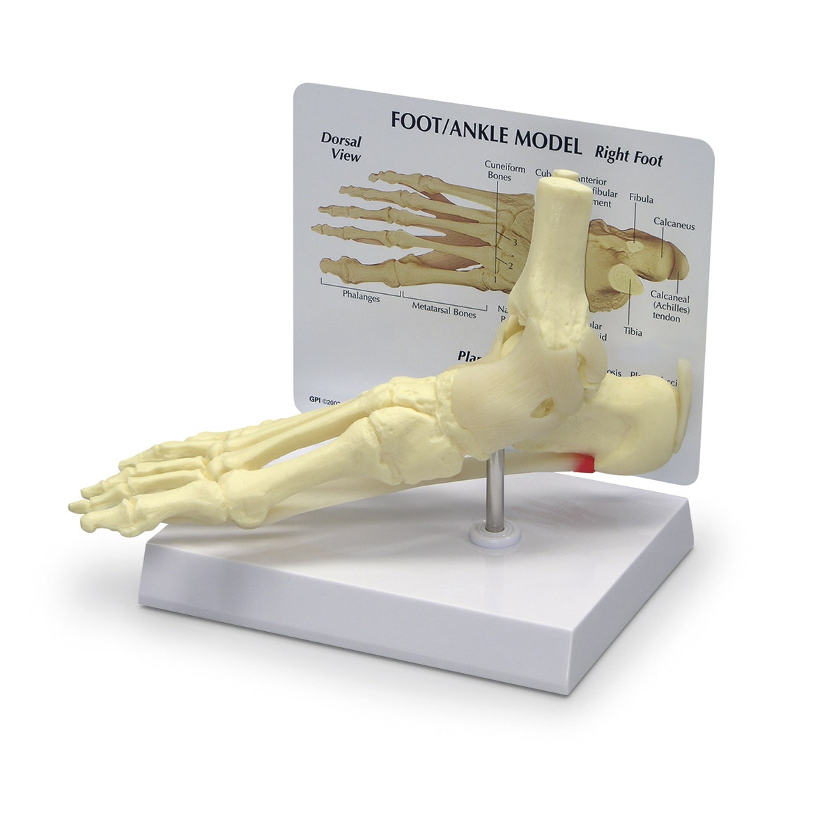 SB35472-Foot/Ankle Model - 9 in. x 3-1/4 in. x 2-1/2 in.