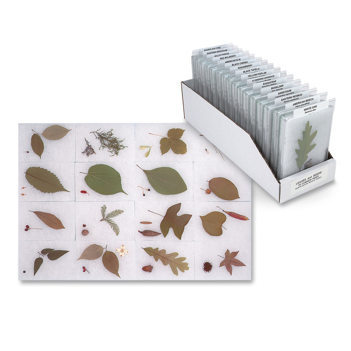 SB37259-Leaves and Seeds of Common Trees Identification Mounts