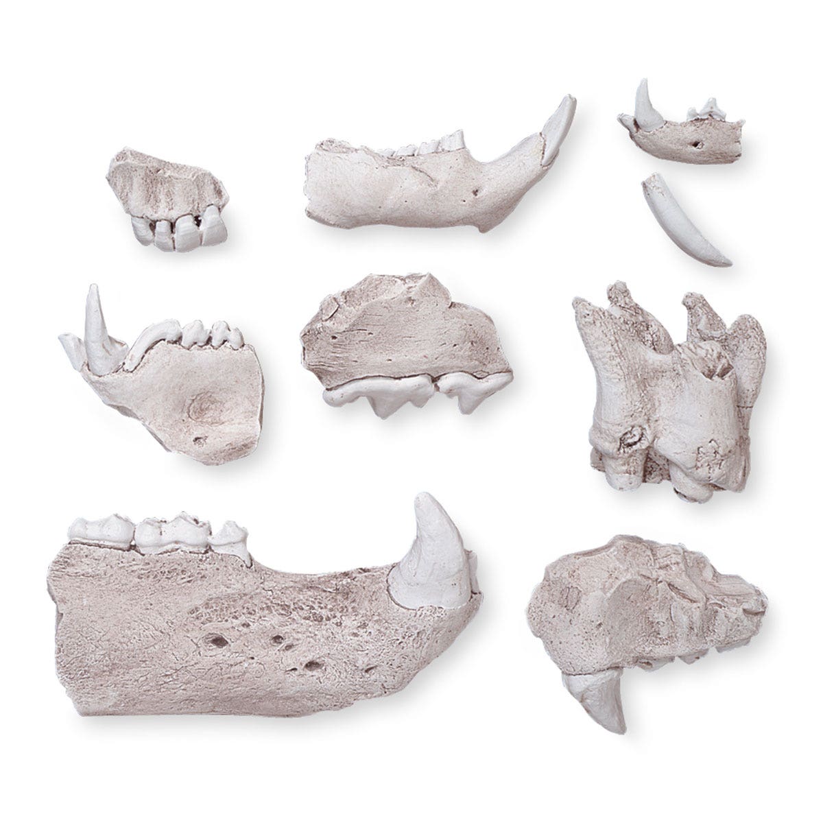 SB37286-Animal Bites™