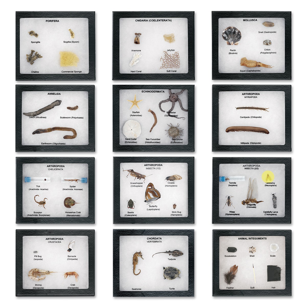 SB37287-Animal Kingdom Survey Set