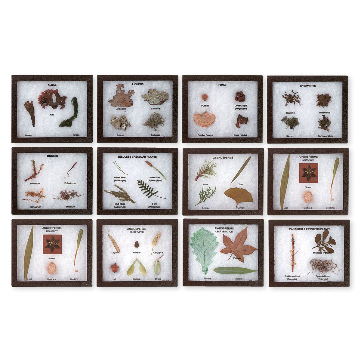 SB37295-Plant Kingdom Activity Set