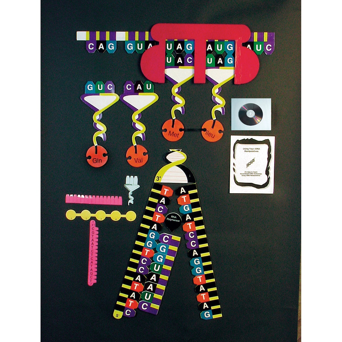 SB37499-Protein Synthesis Manipulatives Kit