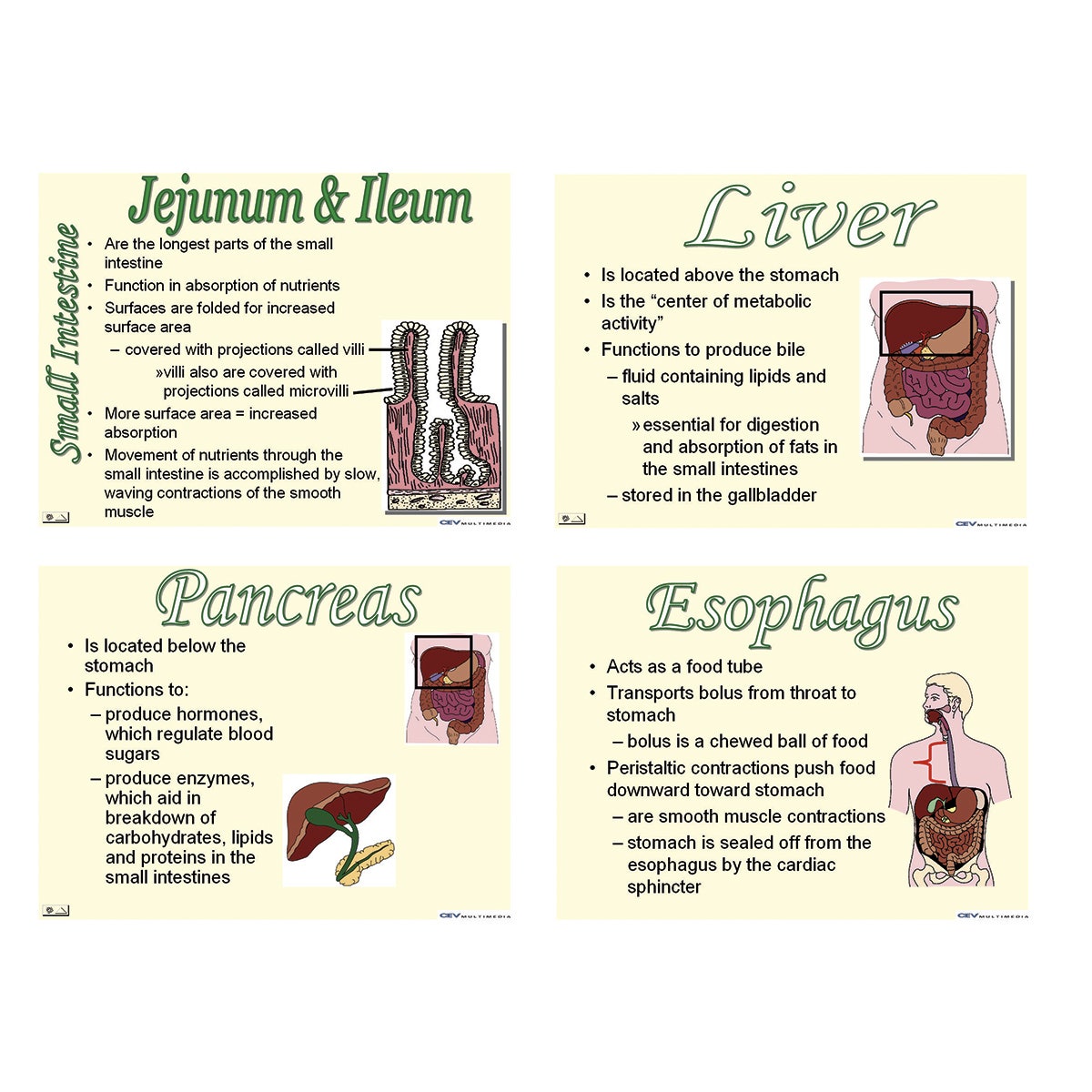 SB38600-Digestive System Microsoft® PowerPoint® Presentation