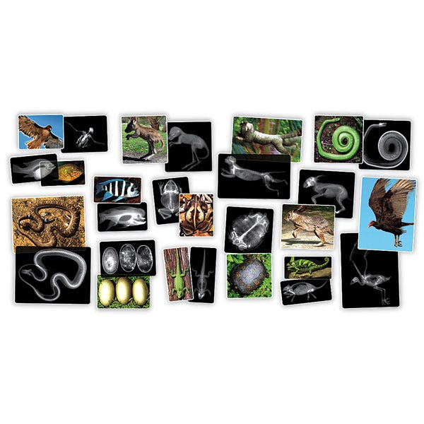 SB39091-Roylco® Animal X-Rays®