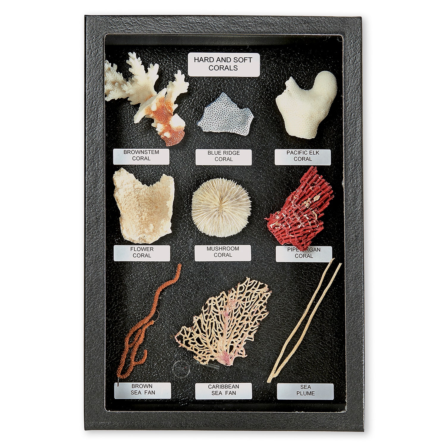 SB39168-Hard & Soft Corals