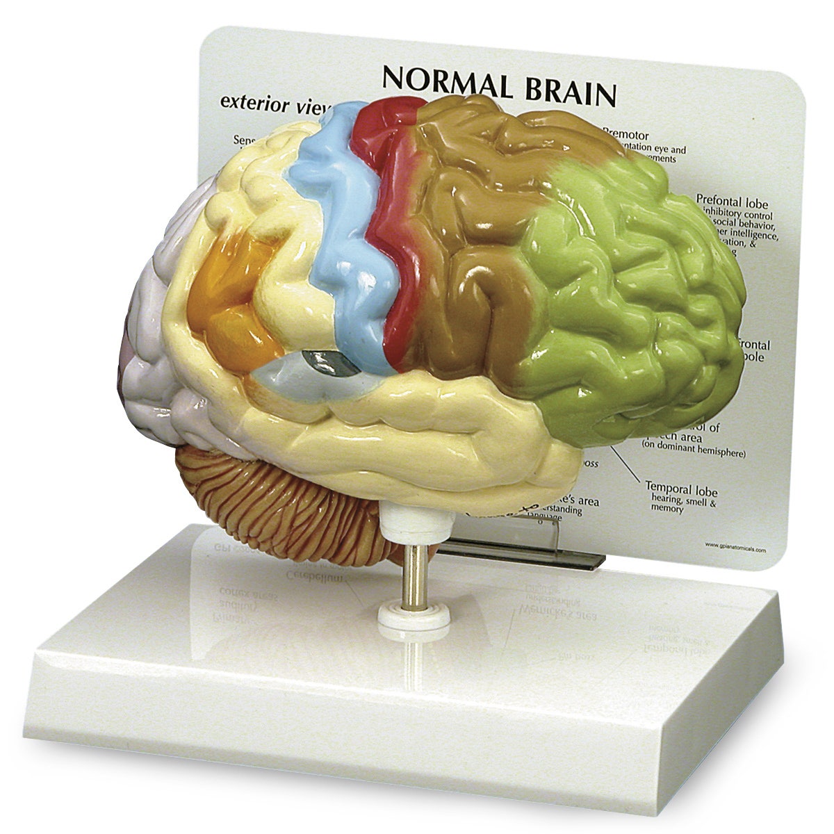 SB40235-Half Brain Model