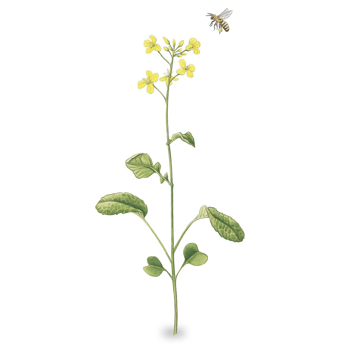 X0000SB41049-Wisconsin Fast Plants Standard Seed Brassica Rapa