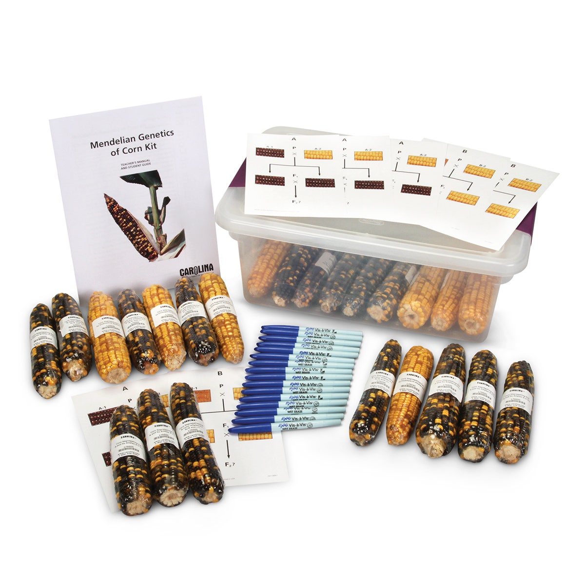 SB41056-Genetics of Corn Kit