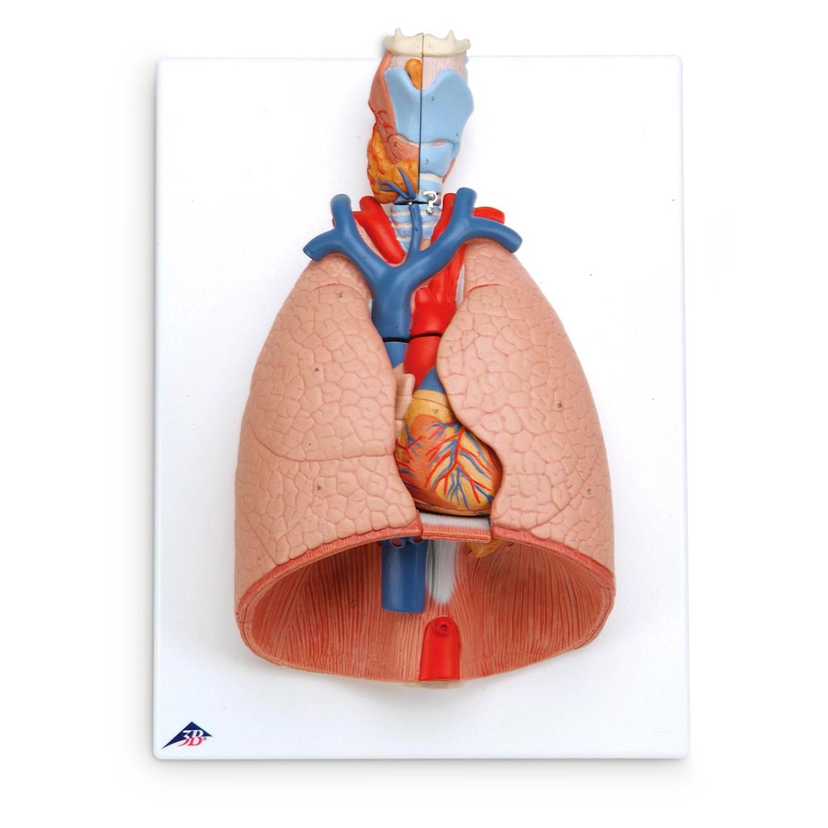 SB41144-Deluxe 7-Part Lung Model with Larynx