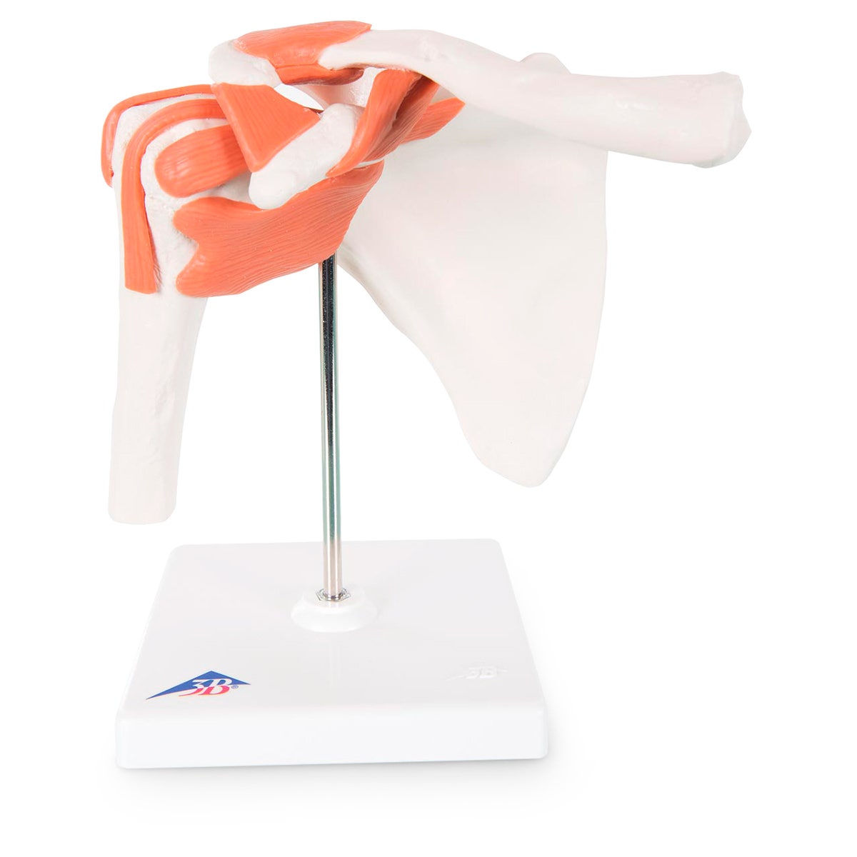 SB41402-Working Shoulder Joint