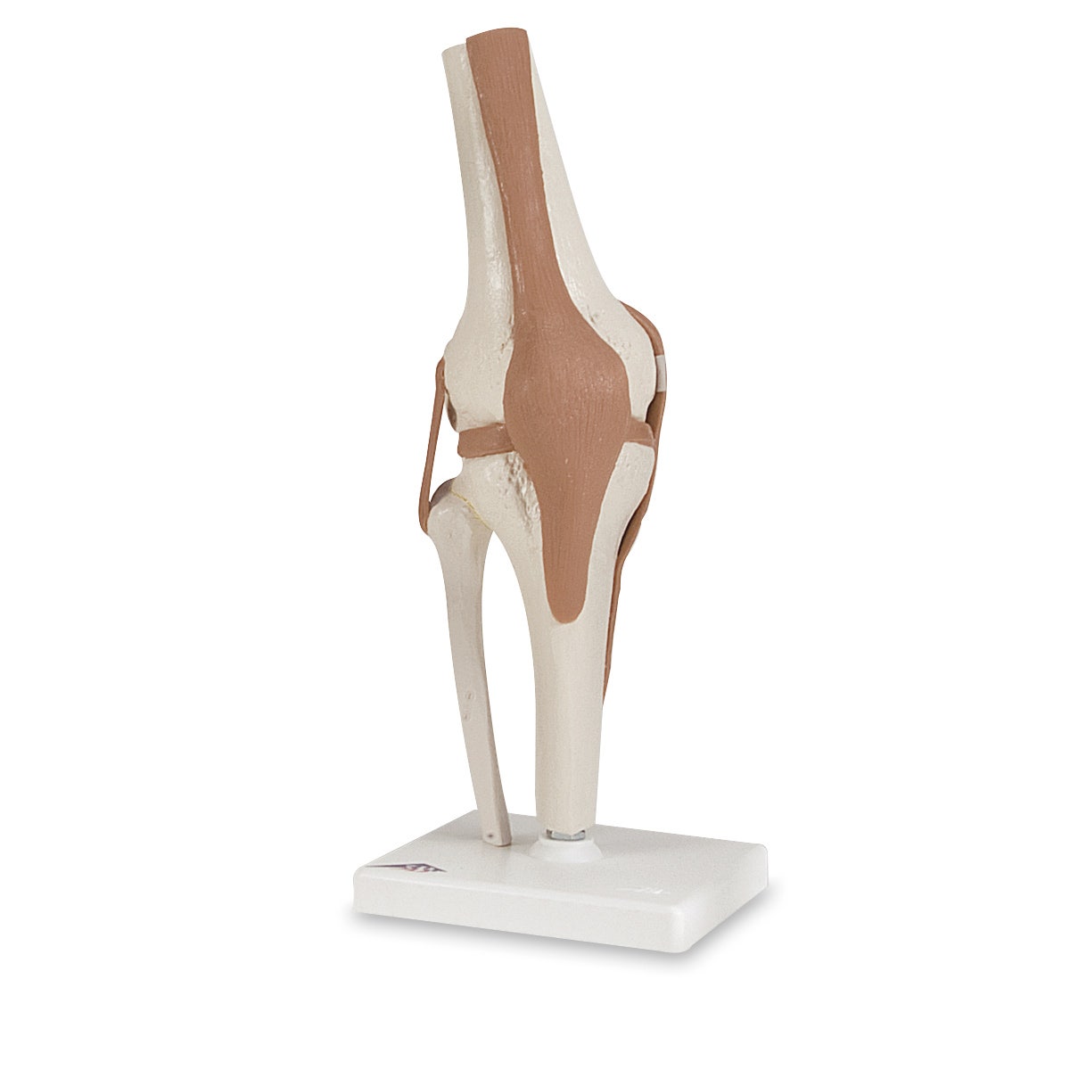 SB41404-Working Knee Joint Model