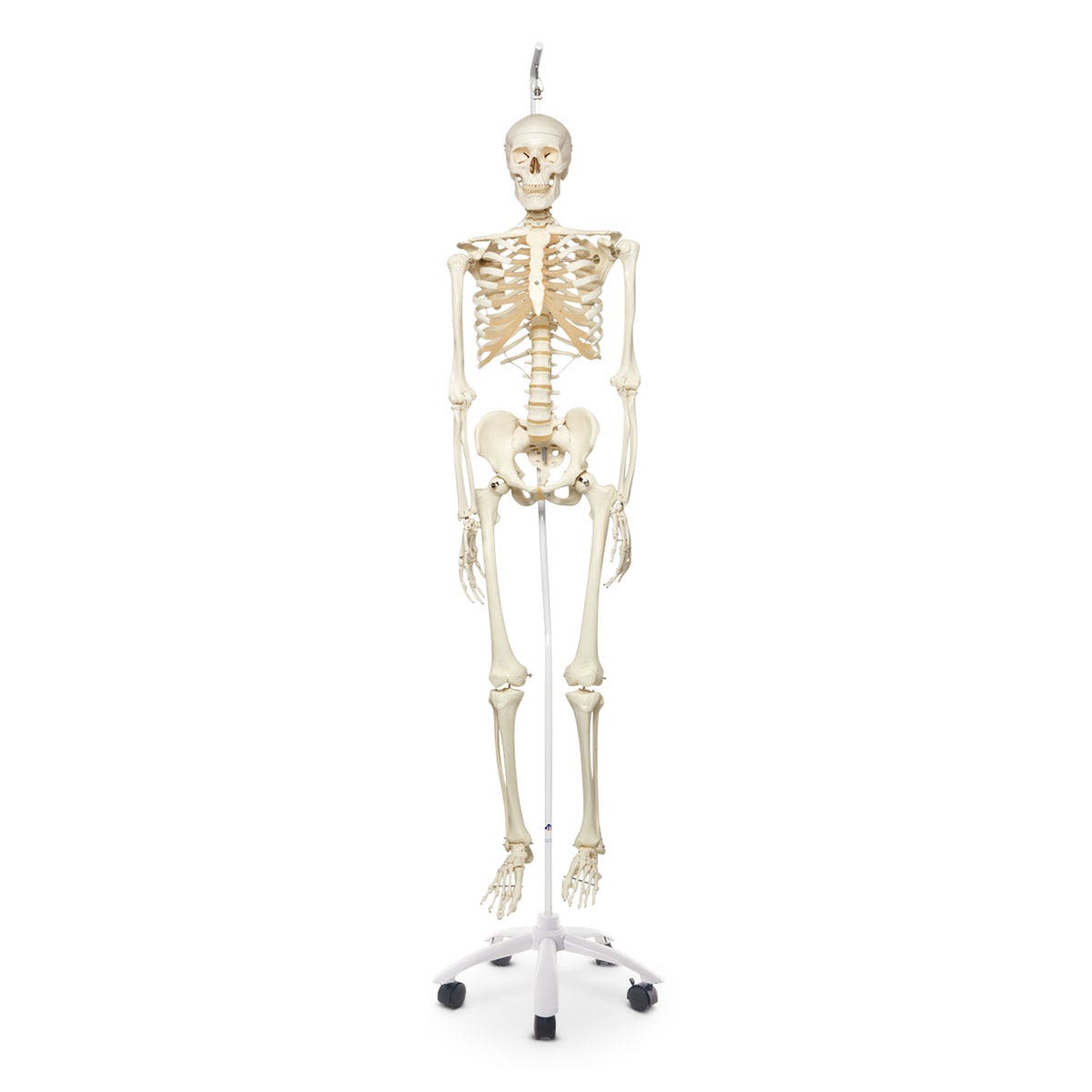 SB41407-3B Scientific Stan the Standard Skeleton 5 ft. 6 in. (170 cm) - Includes 5-Arm Hanging Roller Stand (73-1/4 in)