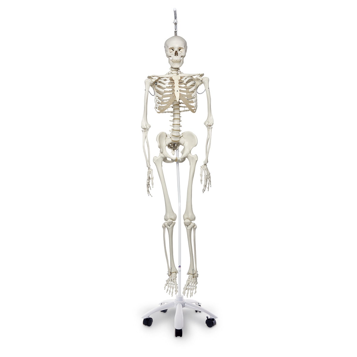 SB41410-Physiological Skeleton with Hanging Roller Stand - 73-1/4 in.