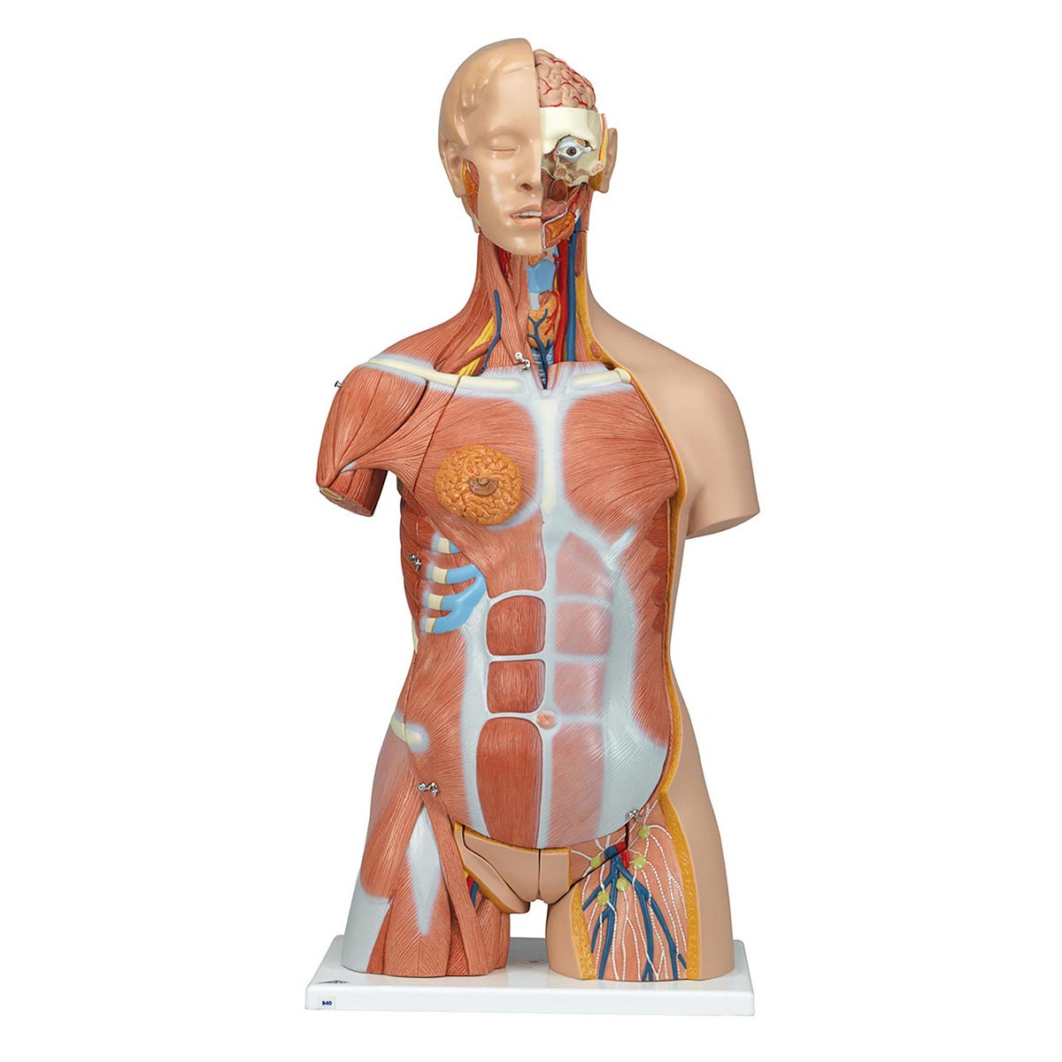 SB41423-Deluxe Dual-Sex Muscle Torso with Opened Neck and Back (31-Parts)