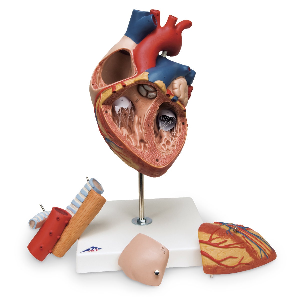 SB41433-Heart with Esophagus and Trachea Model