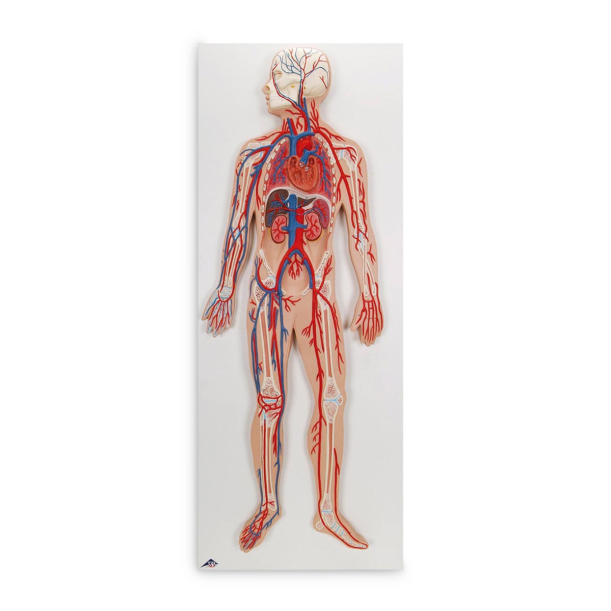 SB41436-Circulatory System
