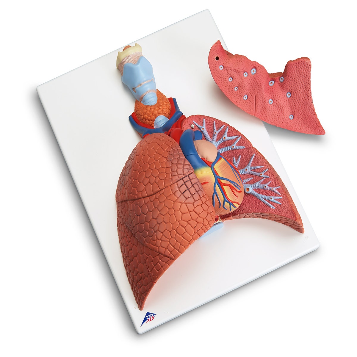 SB41444-Life-Size Lung Model - 5 Part - 4-3/4 in. x 11 in. x 14-1/2 in.