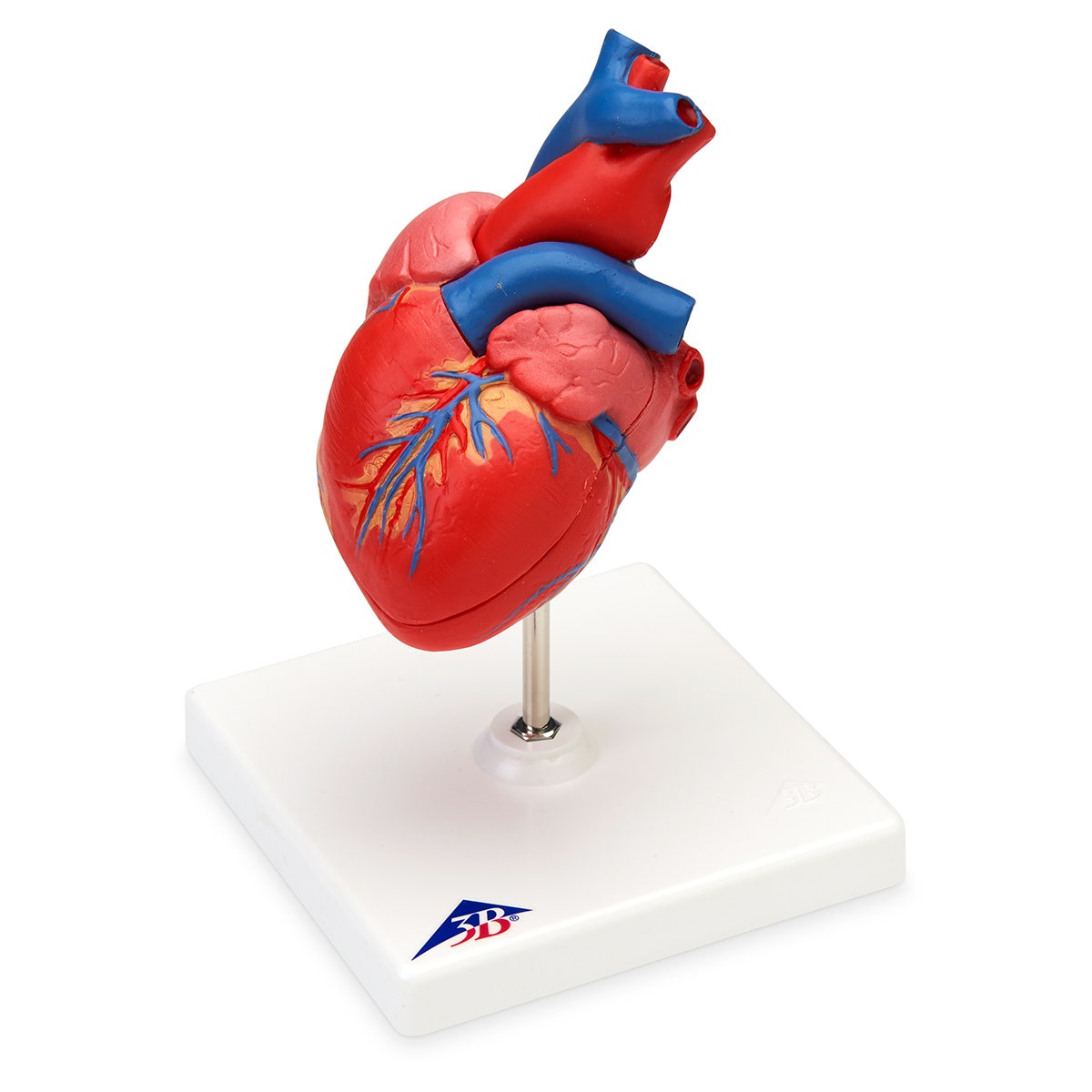 SB41508-Classic Heart - 2 Part - 7-1/2 in. x 4-3/4 in. x 4-3/4 in.