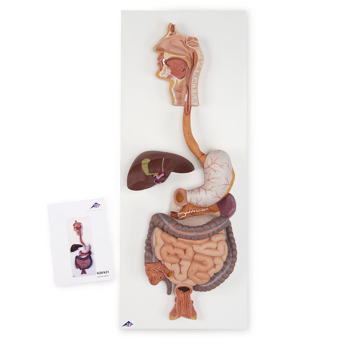 SB41510-Digestive System (3-Part)