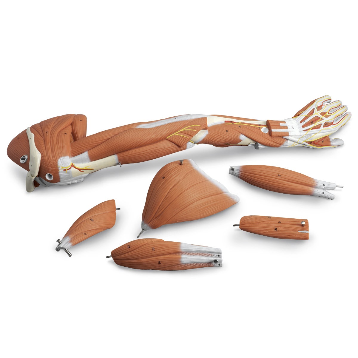 SB41512-Dissectible Muscled Arm (6-Part)