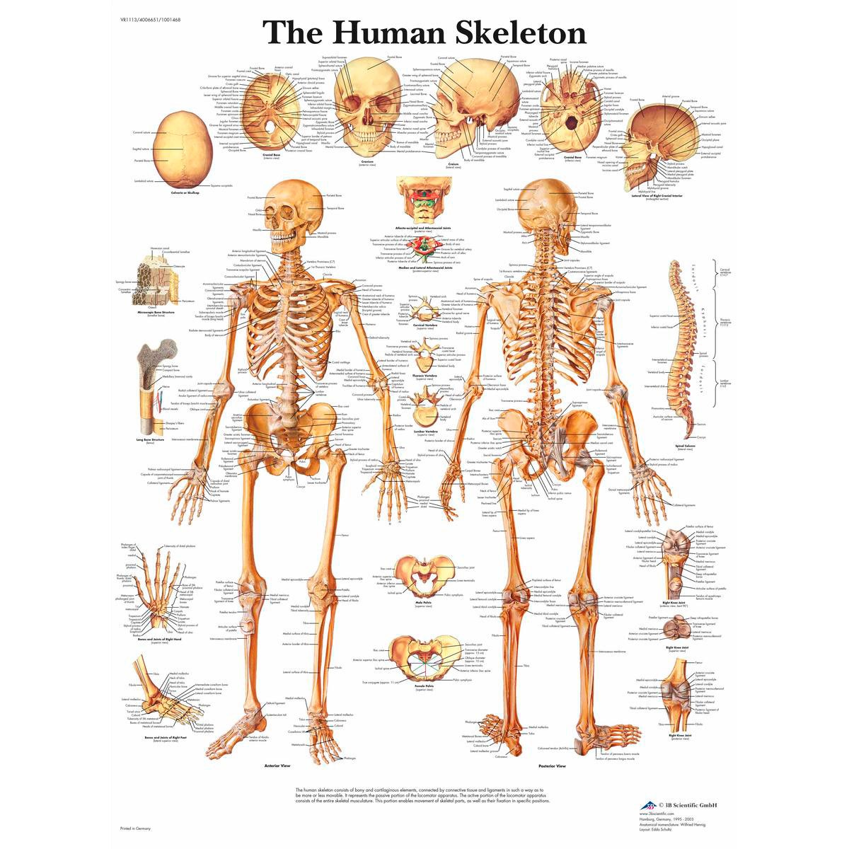 SB41514-Classic Laminated 3B Scientific® Anatomical Chart for Human Skeleton