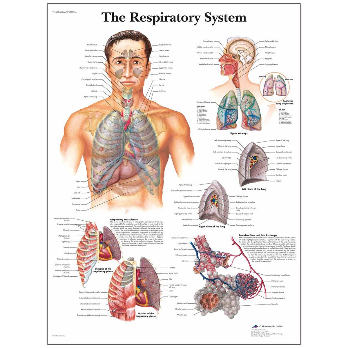 SB41517-Classic Laminated 3B Scientific® Anatomical Chart for the Respiratory System