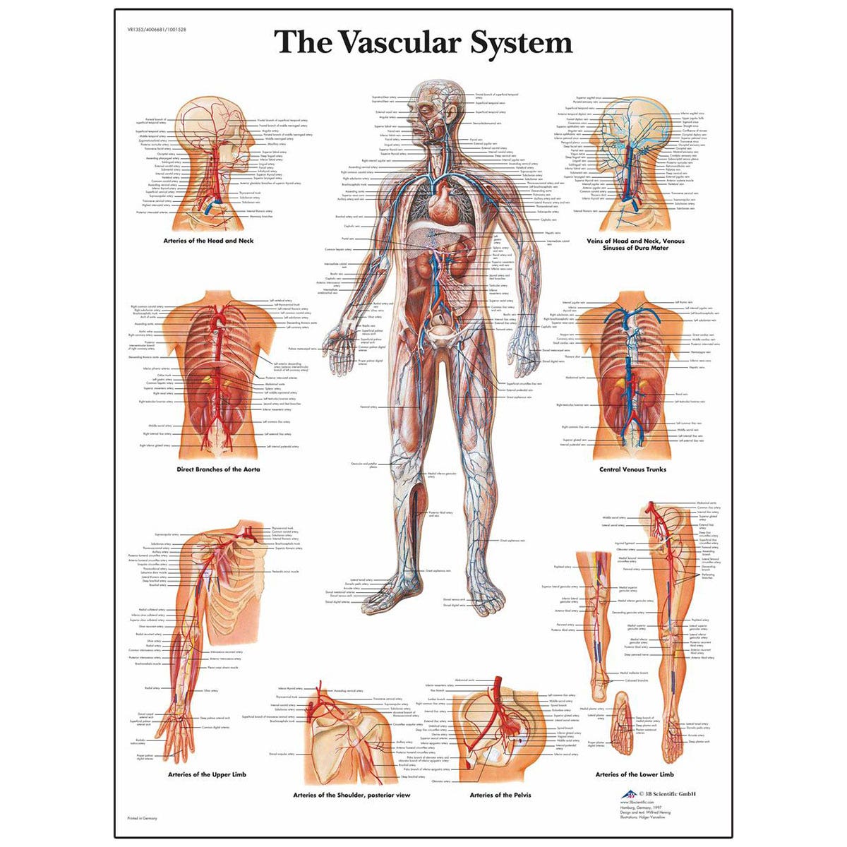 SB41519-ClassicLaminated 3B Scientific® Anatomical Chart for the Vascular System