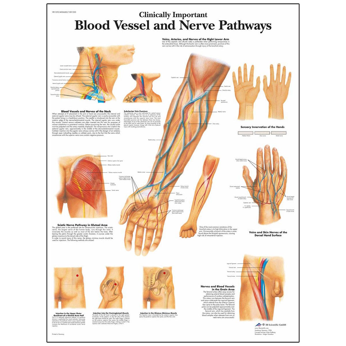 SB41520-Laminated 3B Scientific® Anatomical Chart for Clinically Important Blood Vessels and Nerve Pathways