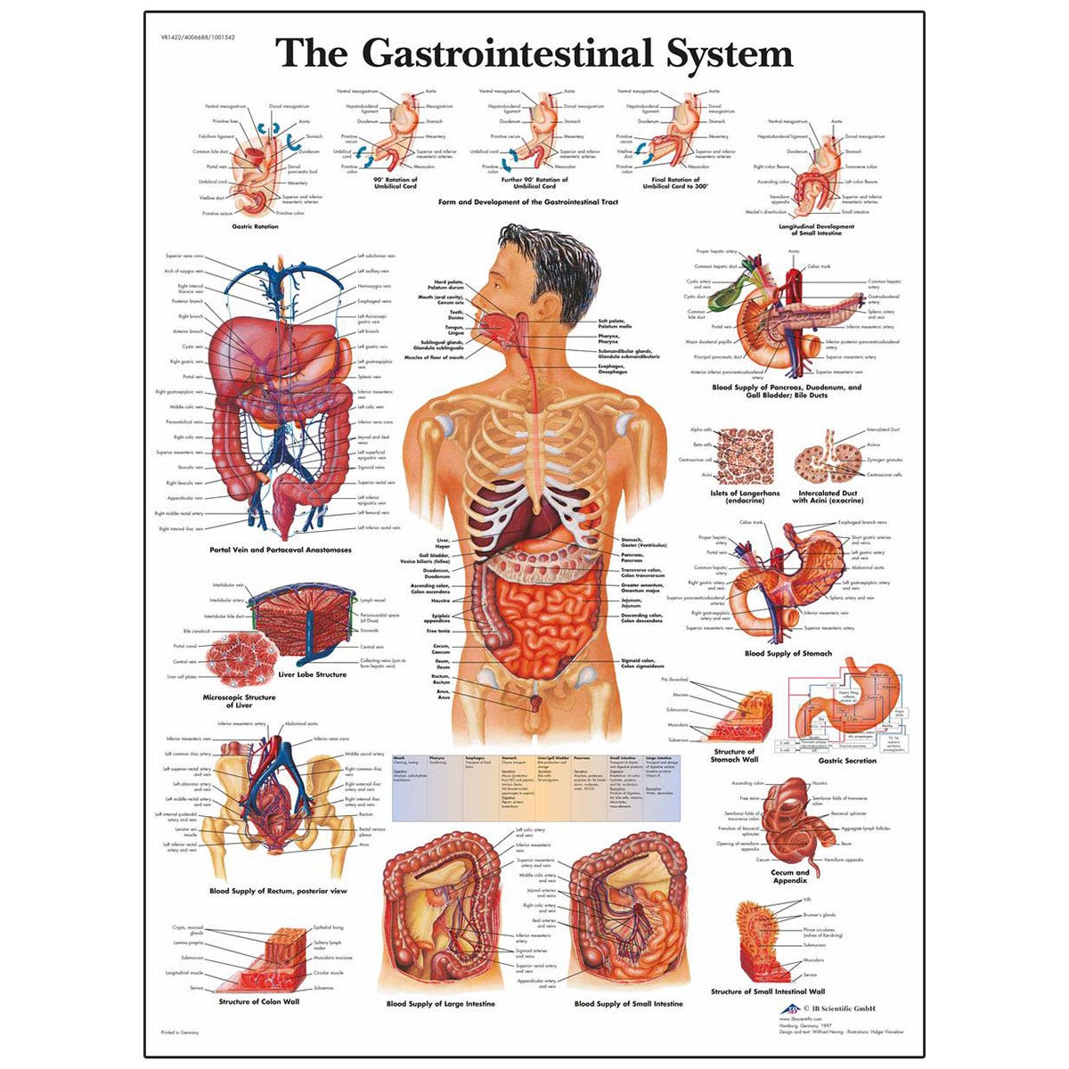 SB41522-Classic Laminated 3B Scientific® Anatomical Chart for the Gastrointestinal System