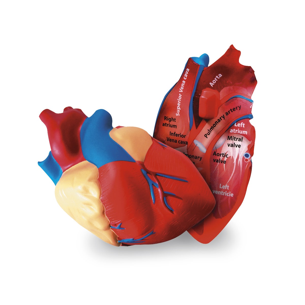 SB42005-Cross-Section Heart Model