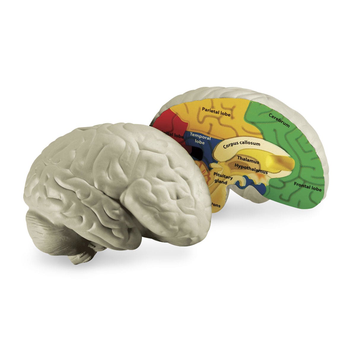 SB42006-Brain Cross-Section Model