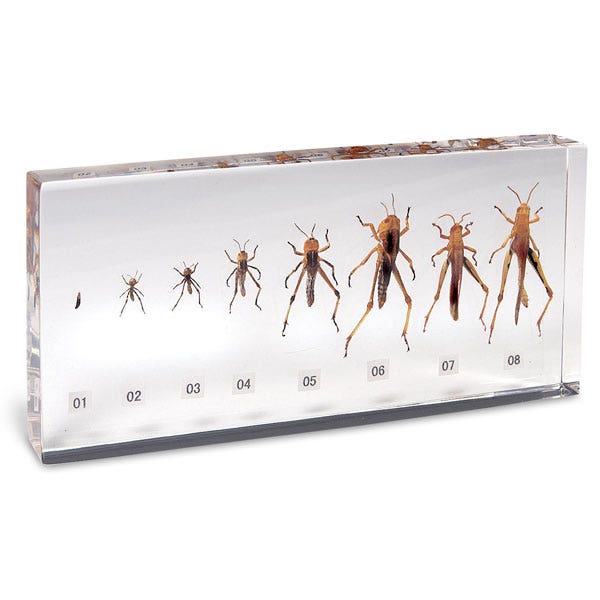 SB42039-Grasshopper Life Cycle Specimen Mount