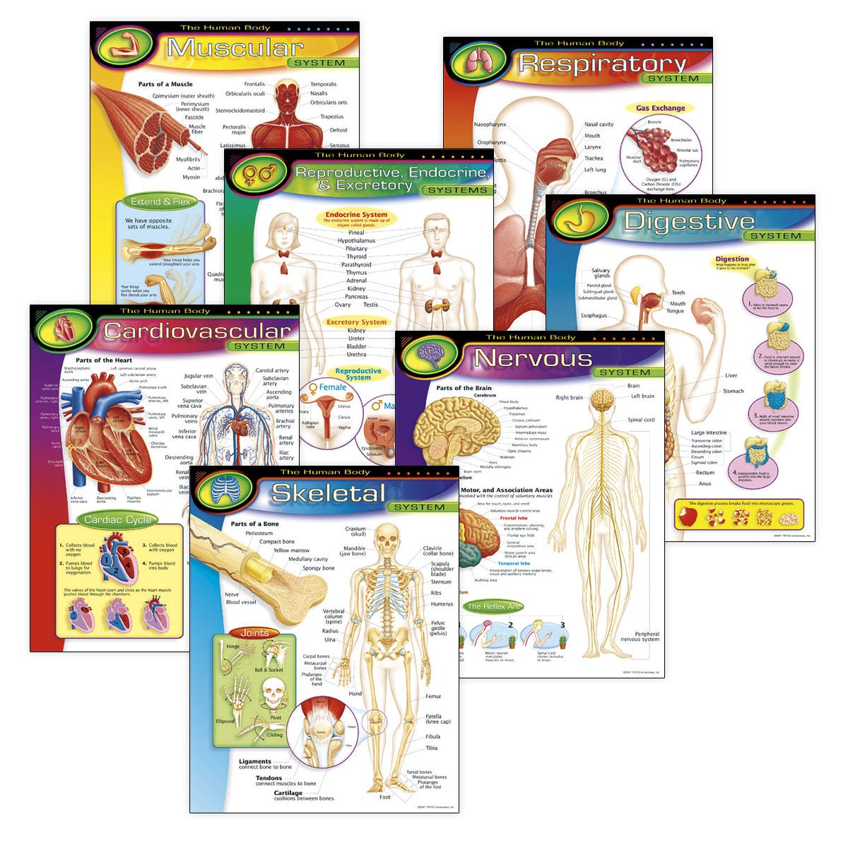 SB42082-The Human Body Learning Charts Combo Pack