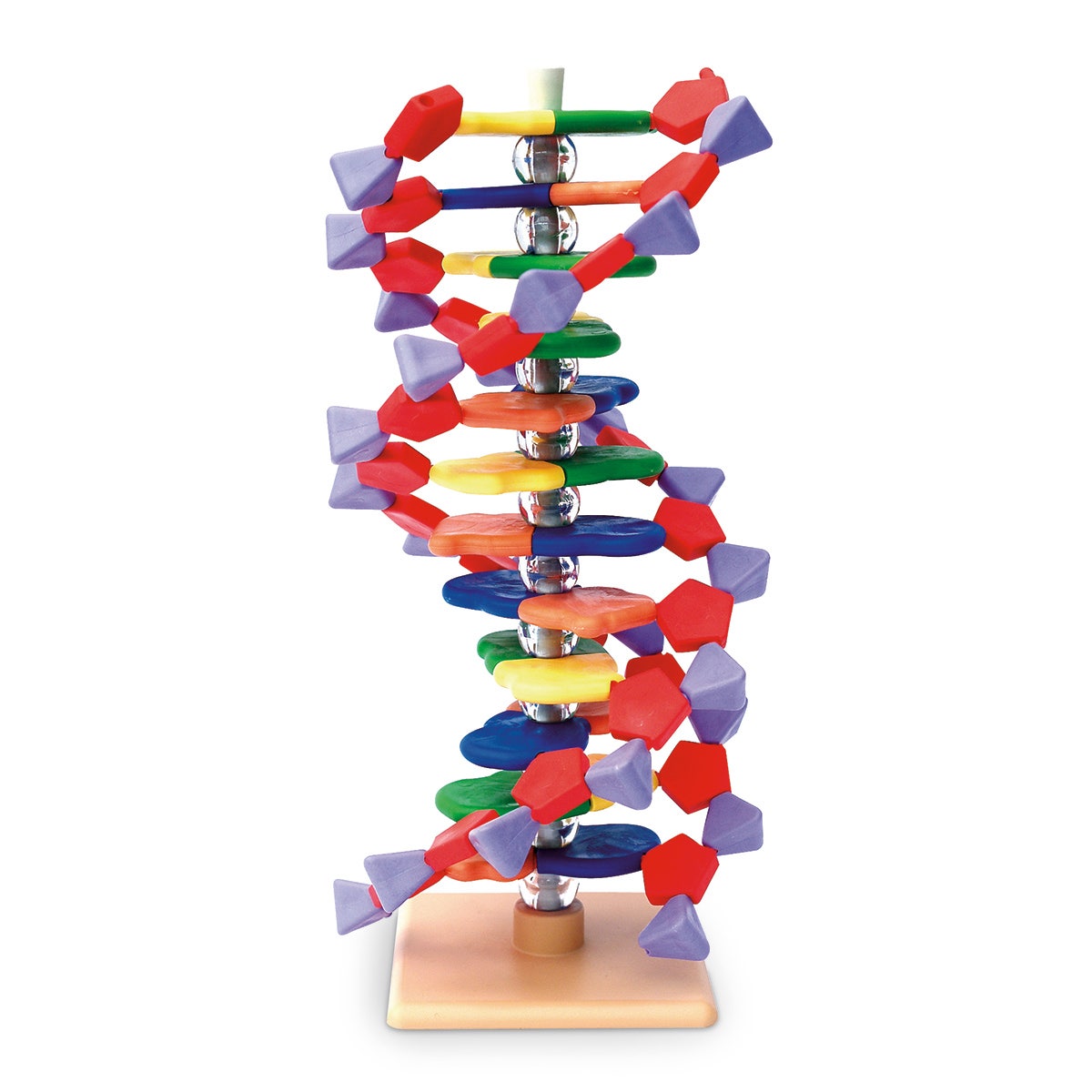 SB42168-12-Layer miniDNA™ Model